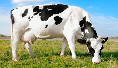 Por que a febre do leite tem maior incidência em vacas mais velhas?