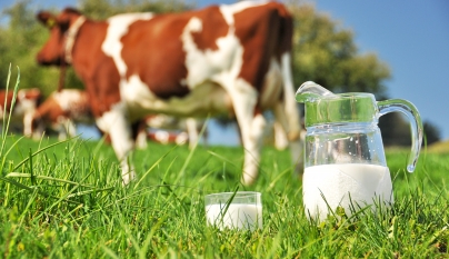 OMS reconhece o leite de vaca como alimento importante para bebês acima de 6 meses